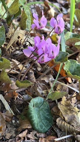 European Cyclamen
