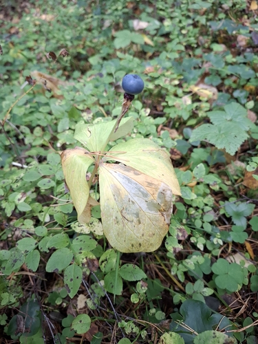Herb Paris