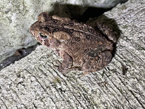 American Toad