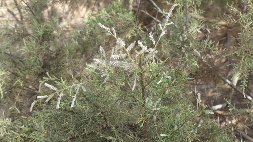 Canary Islands tamarisk
