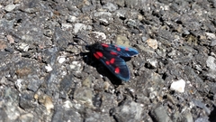 Zygaena lonicerae
