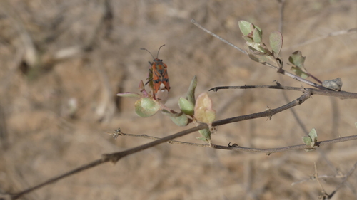 Indian Milkweed Bug