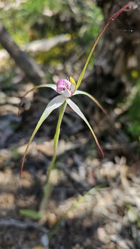 Caladenia behrii