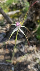 Caladenia behrii