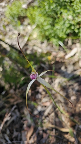 Caladenia behrii, photograph 2