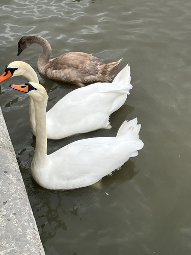Mute Swan