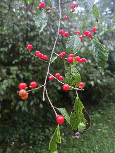 Amur honeysuckle
