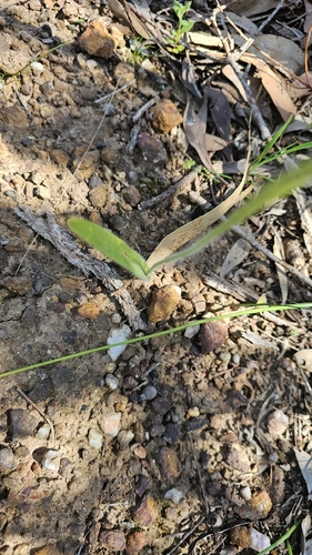 Caladenia behrii, photograph 3