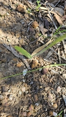 (c) Rosalie Lawrence, some rights reserved (CC BY) Caladenia behrii, photograph (c) Rosalie Lawrence, some rights reserved (CC BY)
