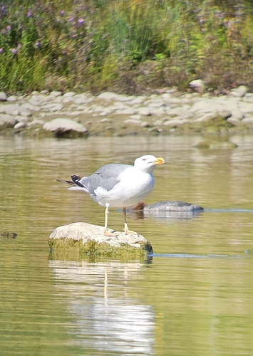 Yellow-legged Gull