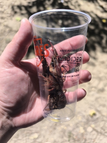 Red Swamp Crayfish