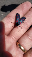 Zygaena lonicerae
