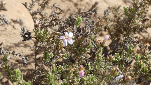 Frankenia corymbosa