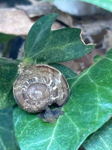 Garden Snail