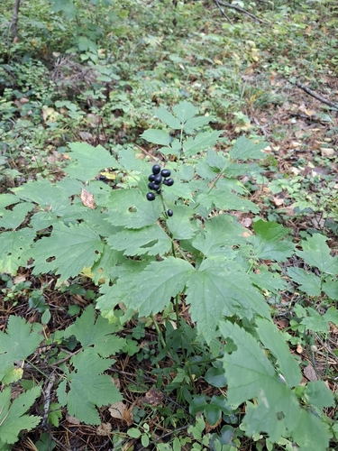 Eurasian baneberry