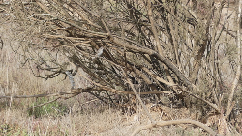 Spotted Flycatcher