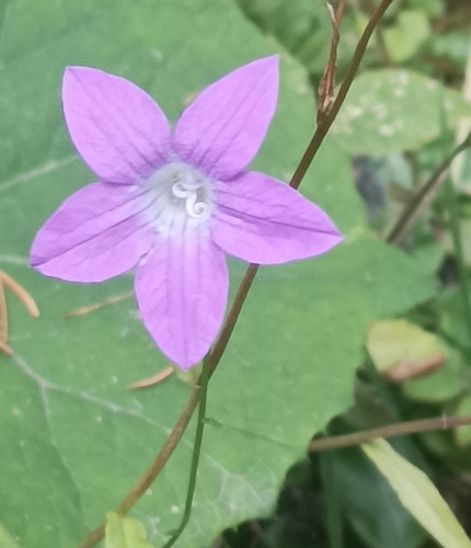 Spreading Bellflower