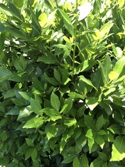 Laurus