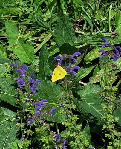 Clouded Yellow