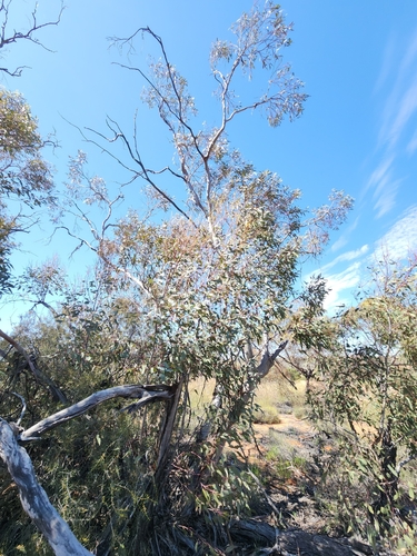 Eucalyptus dumosa observed 2026-09-20