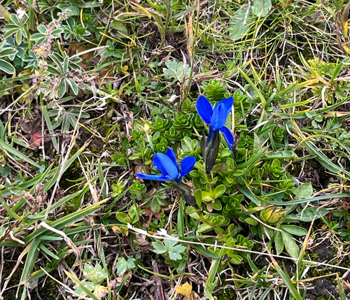 Bavarian gentian