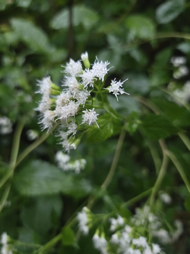 white snakeroot