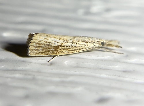 Lesser Vagabond Sod Webworm Moth