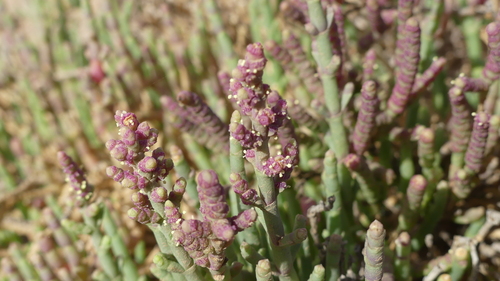 Perennial Glasswort
