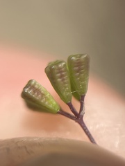 Boerhavia triquetra, photograph (c) Mark Pollock, some rights reserved (CC BY)