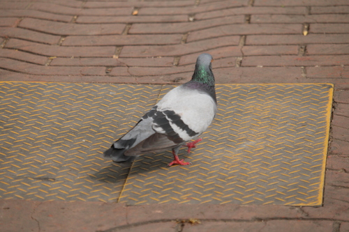 Feral Pigeon