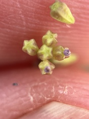 Boerhavia triquetra, photograph (c) Mark Pollock, some rights reserved (CC BY)
