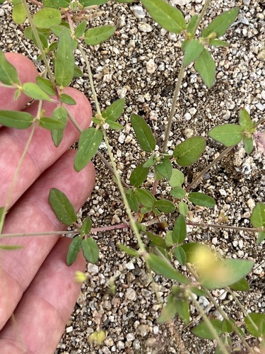 Boerhavia triquetra, photograph 6