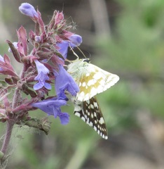 Muschampia cribrellum