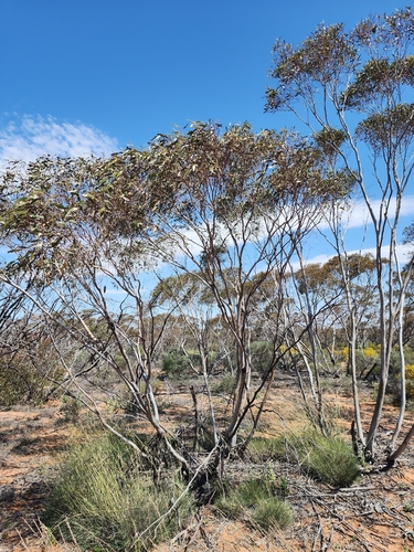 Eucalyptus oleosa observed 2026-09-20