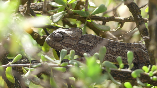 Common Chameleon