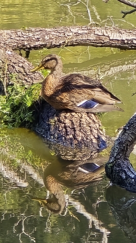 Mallard