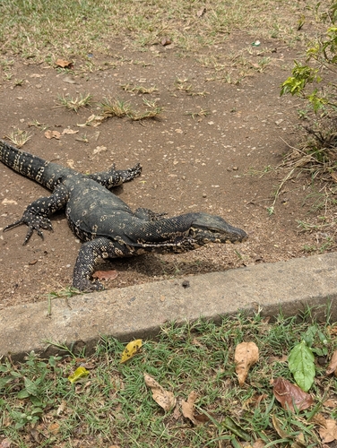 Sri Lankan Water Monitor
