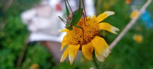 Speckled Bush-cricket