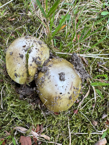 Deathcap