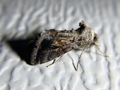 Soybean Looper Moth