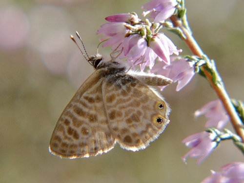 Lang's Short-tailed Blue
