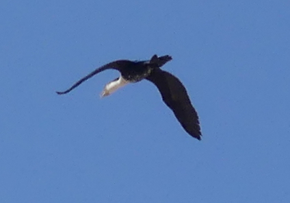 Great Cormorant