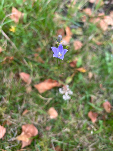 Common Harebell