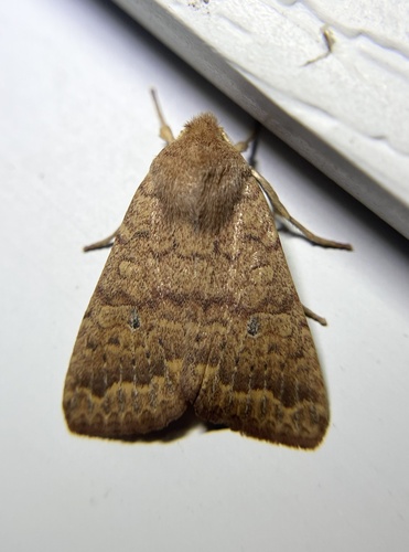 Bicolored Sallow
