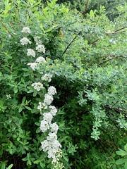 Spiraea × vanhouttei