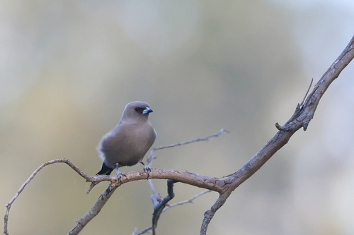 Dusky Woodswallow