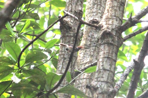 Ashy Tailorbird