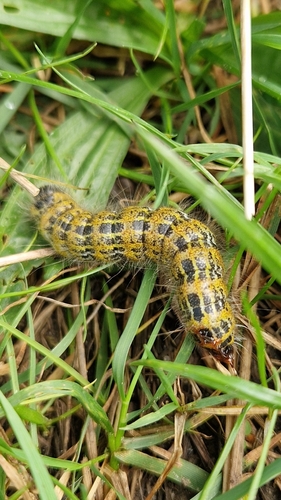 Buff-tip