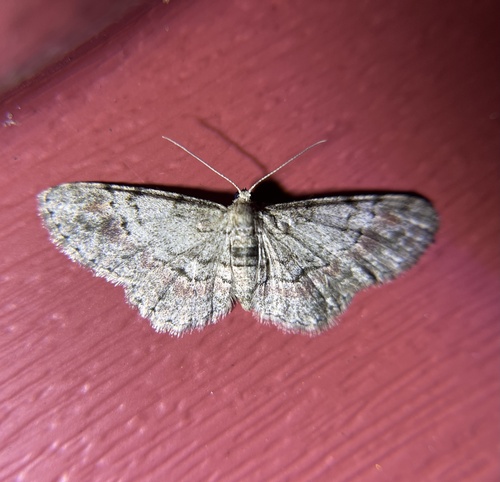 Texas Gray