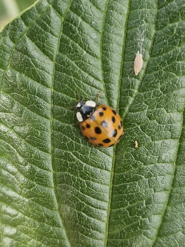 Asian Lady Beetle